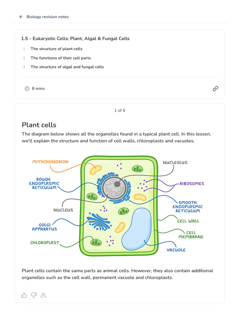 Eukaryotic Cells: Plant & Fungal Overview | PDF | Cell (Biology ...
