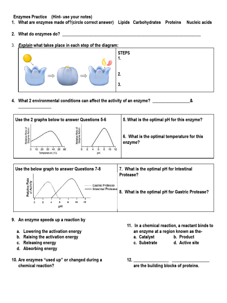Enzyme Basics: Structure and Function | PDF
