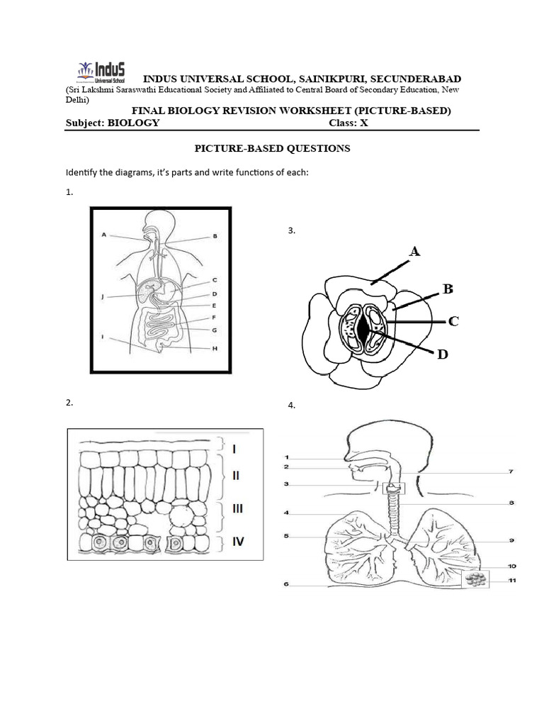 Final Biology Revision Worksheet | PDF