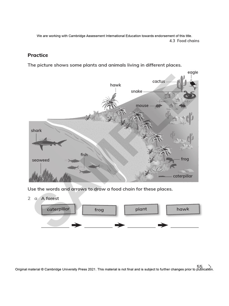 food chain | PDF