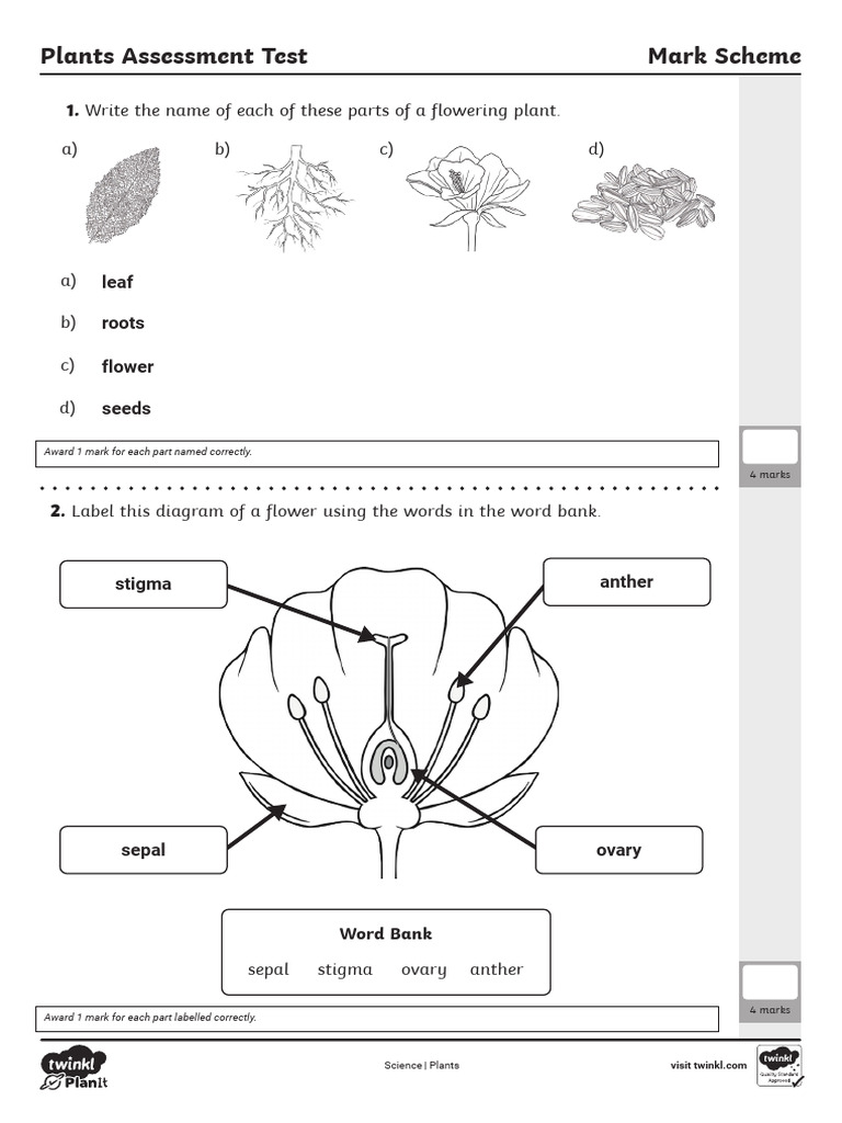 Flower Parts and Functions Assessment | PDF | Flowers | Pollination