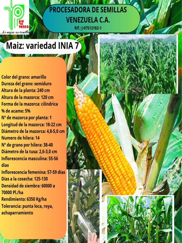 Variedad de Maíz INIA 7: Características y Rendimiento | PDF