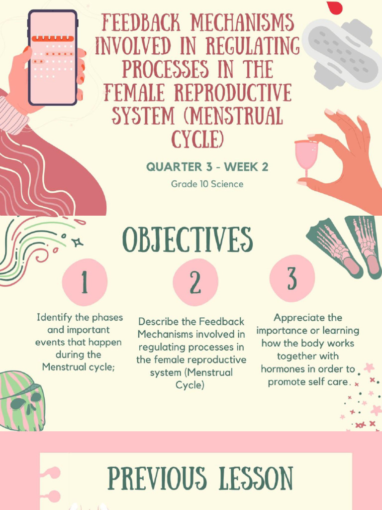 Phases of the Menstrual Cycle Explained | PDF | Menstrual Cycle | Ovary