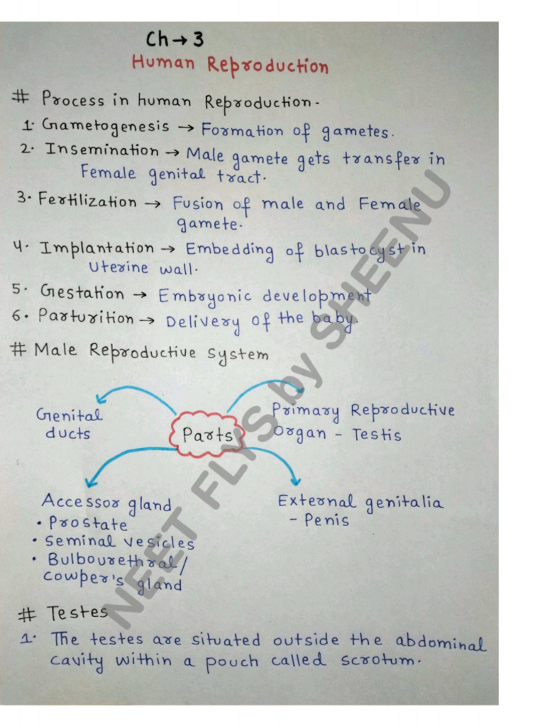 Human Reproduction | PDF