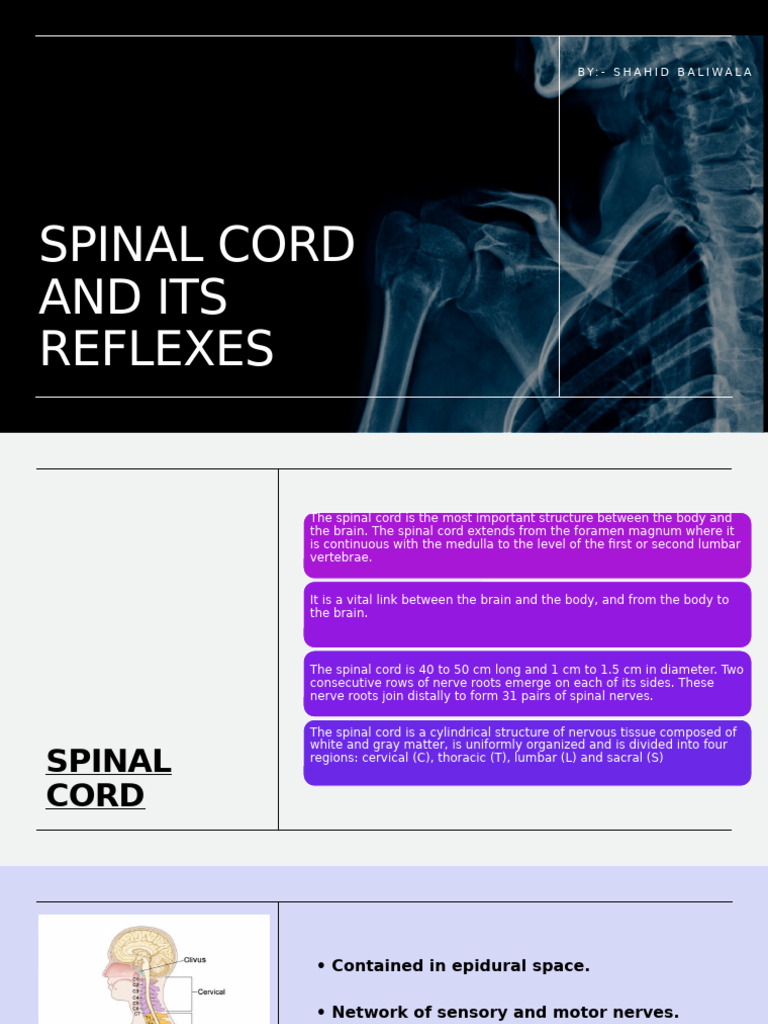 Spinal Cord by Shahid | PDF | Spinal Cord | Vertebral Column