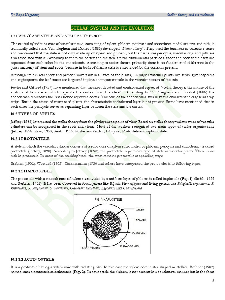 Stelar Evolution in Pteridophytes | PDF | Plants | Plant Morphology
