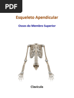 Apostila Osteologia Membro Torácico Equino 2 Pdf Sistema