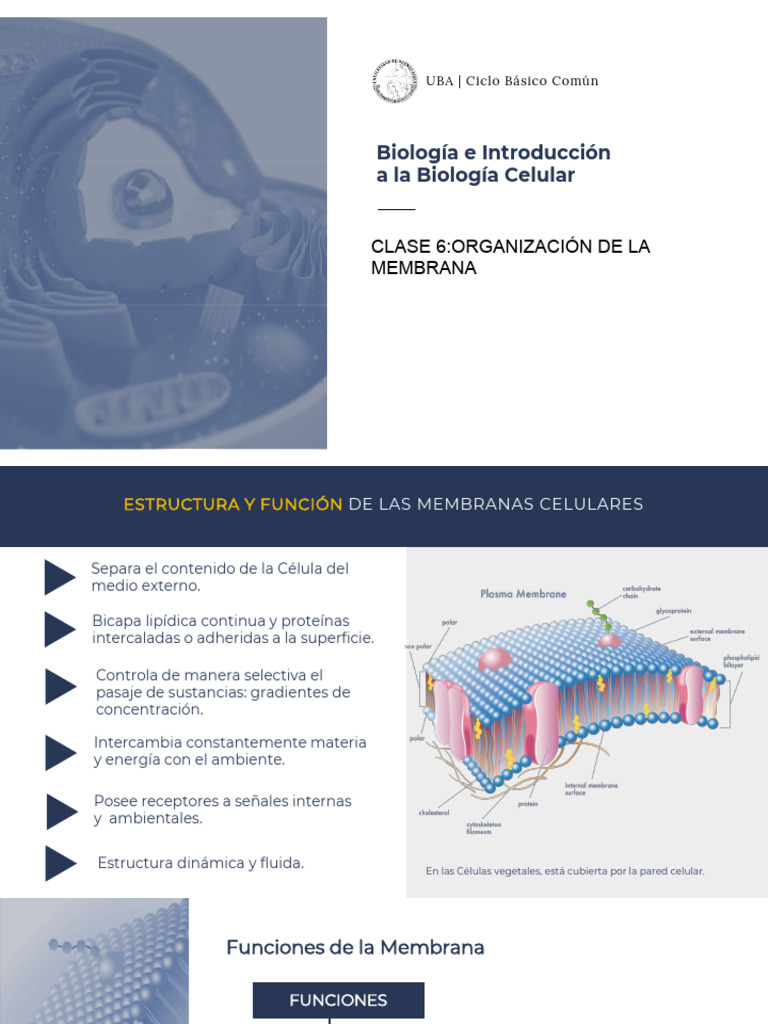 Estructura y Función de la Membrana Celular | PDF | Membrana celular ...