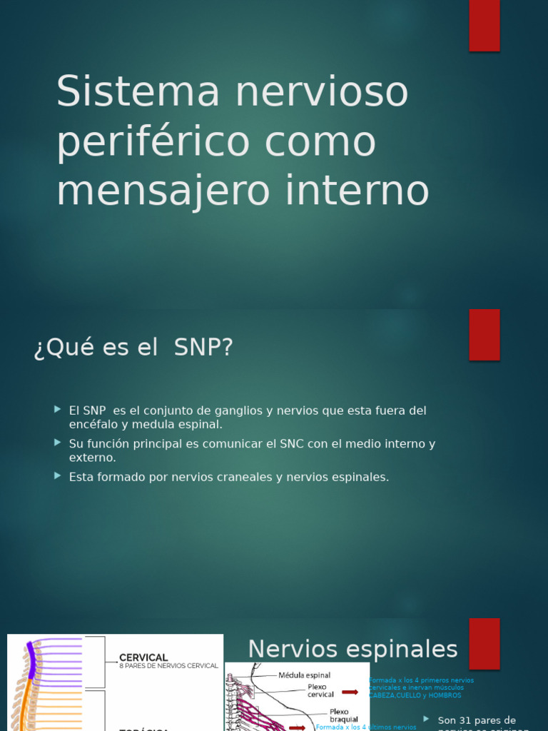 Sistema Nervioso Periférico | PDF | Nervio | Anatomía de los primates