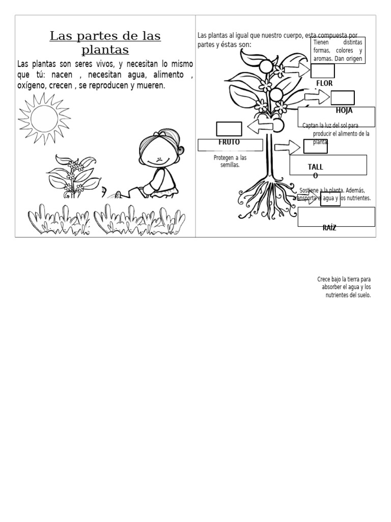 Partes y funciones de las plantas | PDF | Plantas | Tallo de la planta