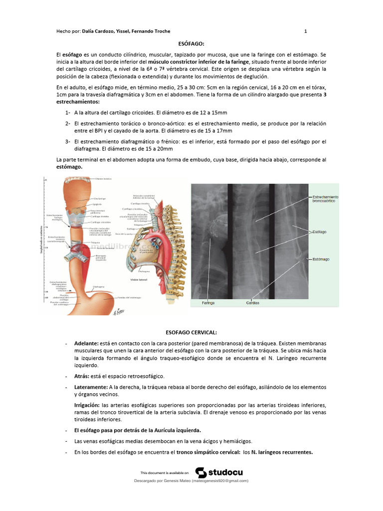 Esófago | PDF | Sistema linfático | Vena