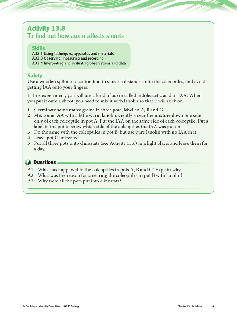 Auxin Effects on Maize Shoots Experiment | PDF