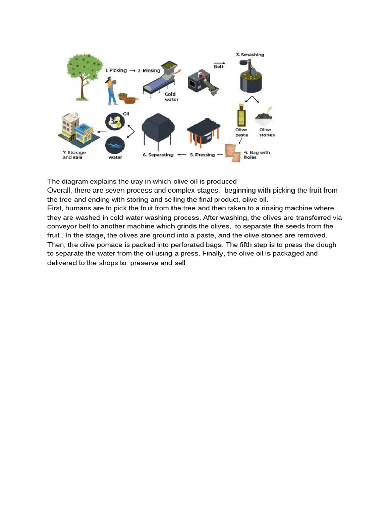 Olive Oil Production Process Explained | PDF