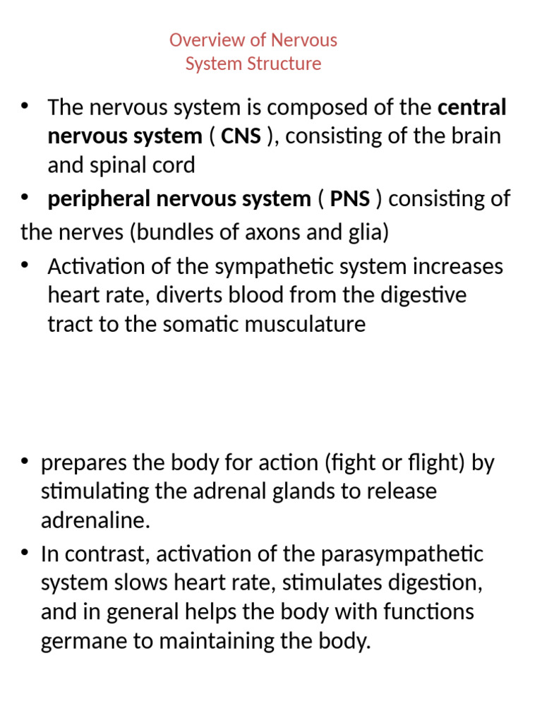 Nervous System Structure Overview | PDF | Vertebral Column | Spinal Cord
