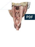 Print St2 Anatomi
