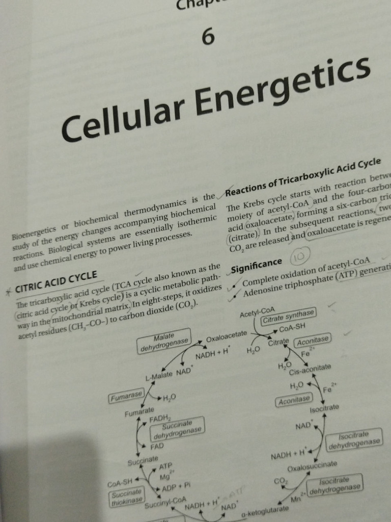 Cellular Energetics (TCA, ETC) | PDF | Electron Transport Chain ...