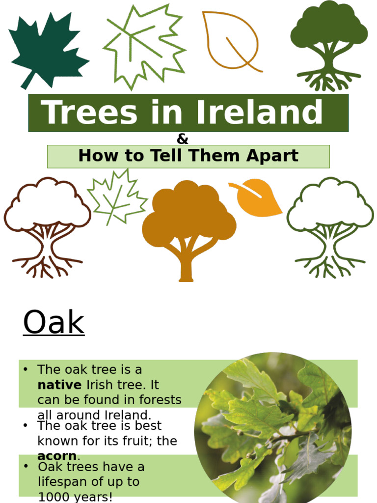 Trees PP - Science | PDF | Trees | Oak