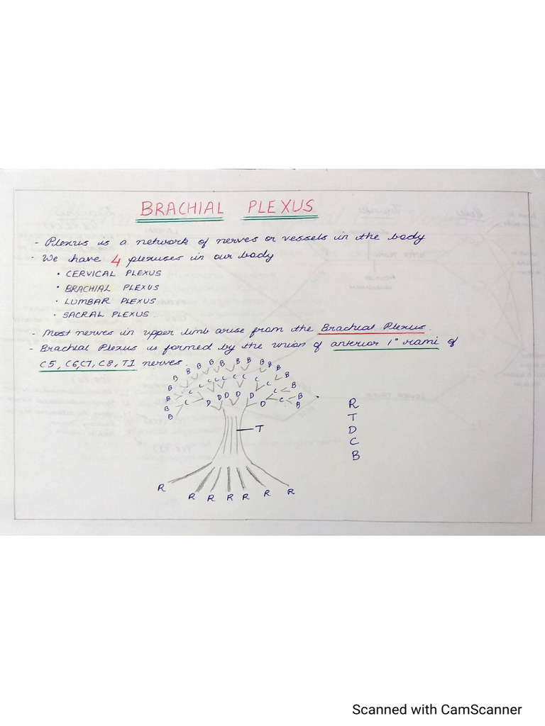 Brachial plexus | PDF