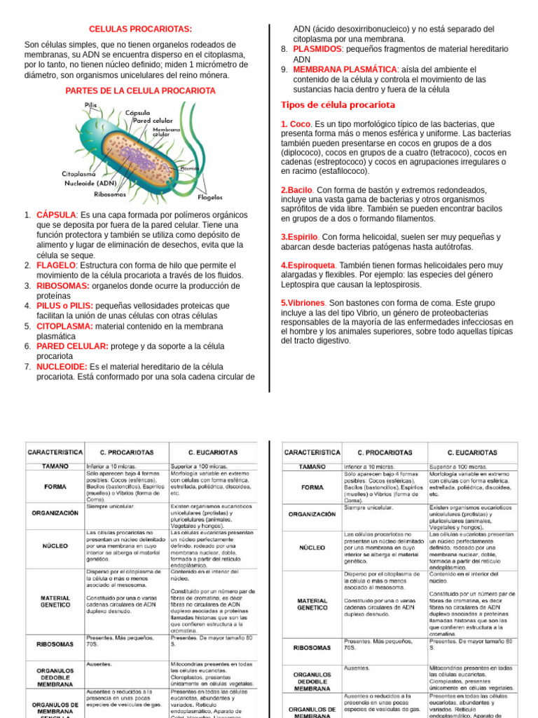 Estructura y tipos de células procariotas | PDF | Biología Celular ...