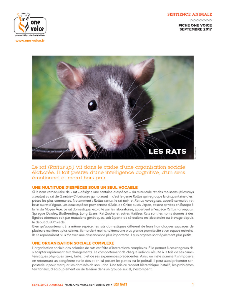Sentience et comportement des rats | PDF | Rat | Zoologie