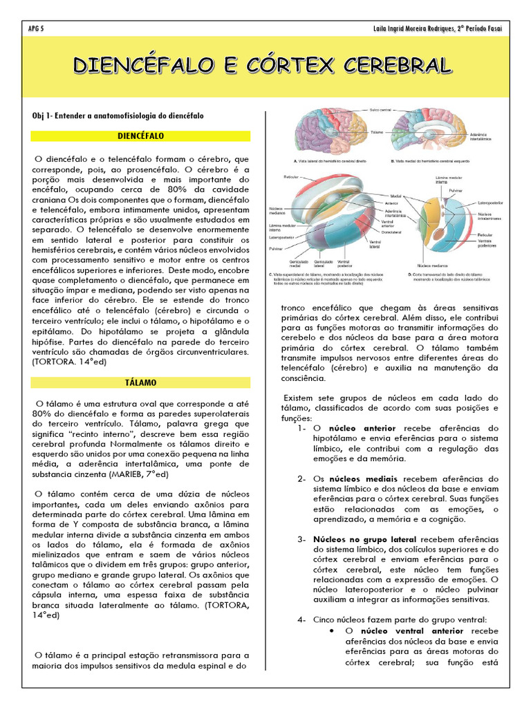 Anatomia e Funções do Diencéfalo | PDF | Córtex cerebral | Hipotálamo