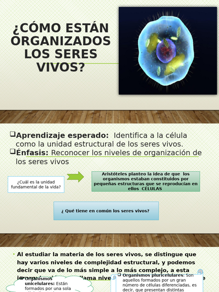 Niveles de Organización de los Seres Vivos | PDF | Organismos ...