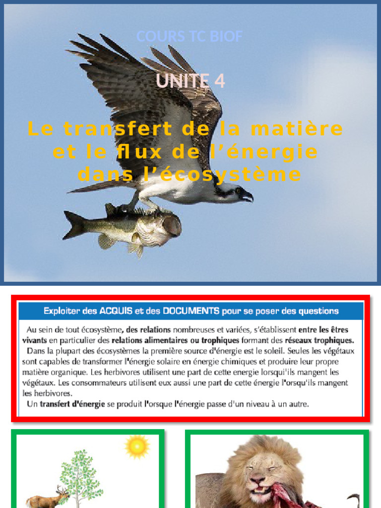 Flux de matière et d'énergie en écosystème | PDF | Réseau trophique ...