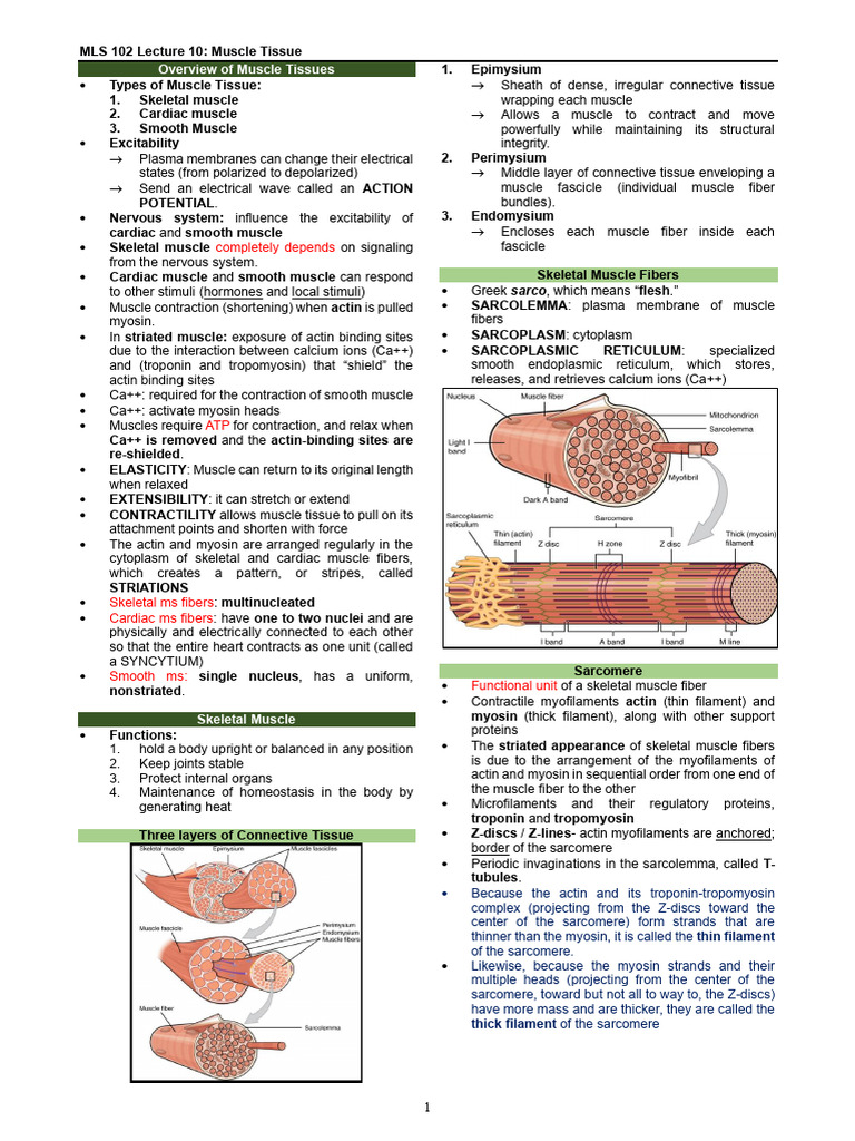 MLS 102 Lecture 10 Muscle Tissue FFJCB | PDF | Muscle Contraction ...