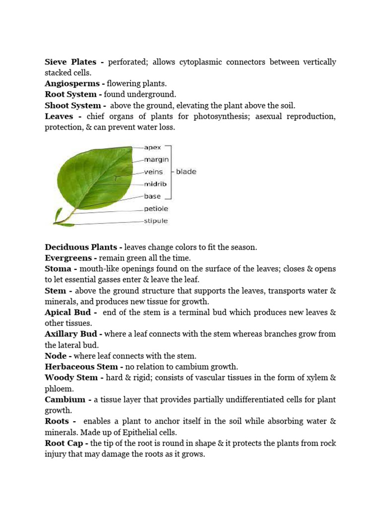 Plant Structures and Gas Exchange Basics | PDF | Plant Stem ...