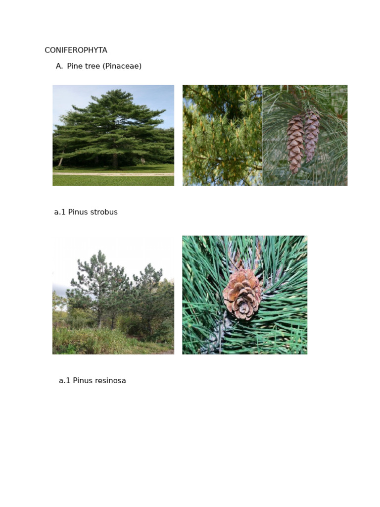 Conifer Species Overview and Types | PDF