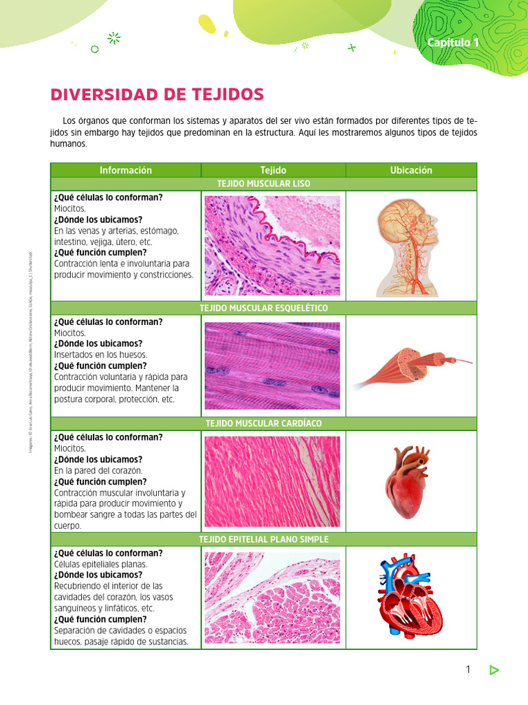 tipos-de-tejidos-humanos-y-funciones-pdf-epitelio-sistema-nervioso