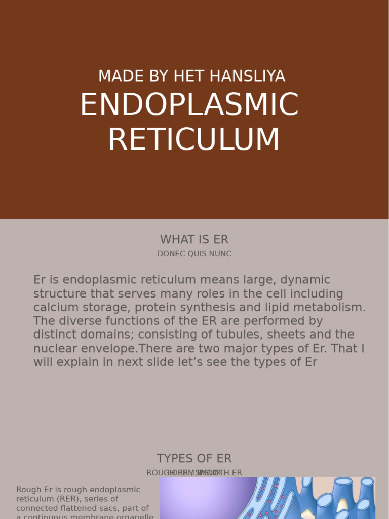 Functions of Endoplasmic Reticulum | PDF