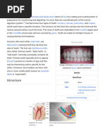 Understanding Tooth Structure and Function | PDF | Language Arts ...