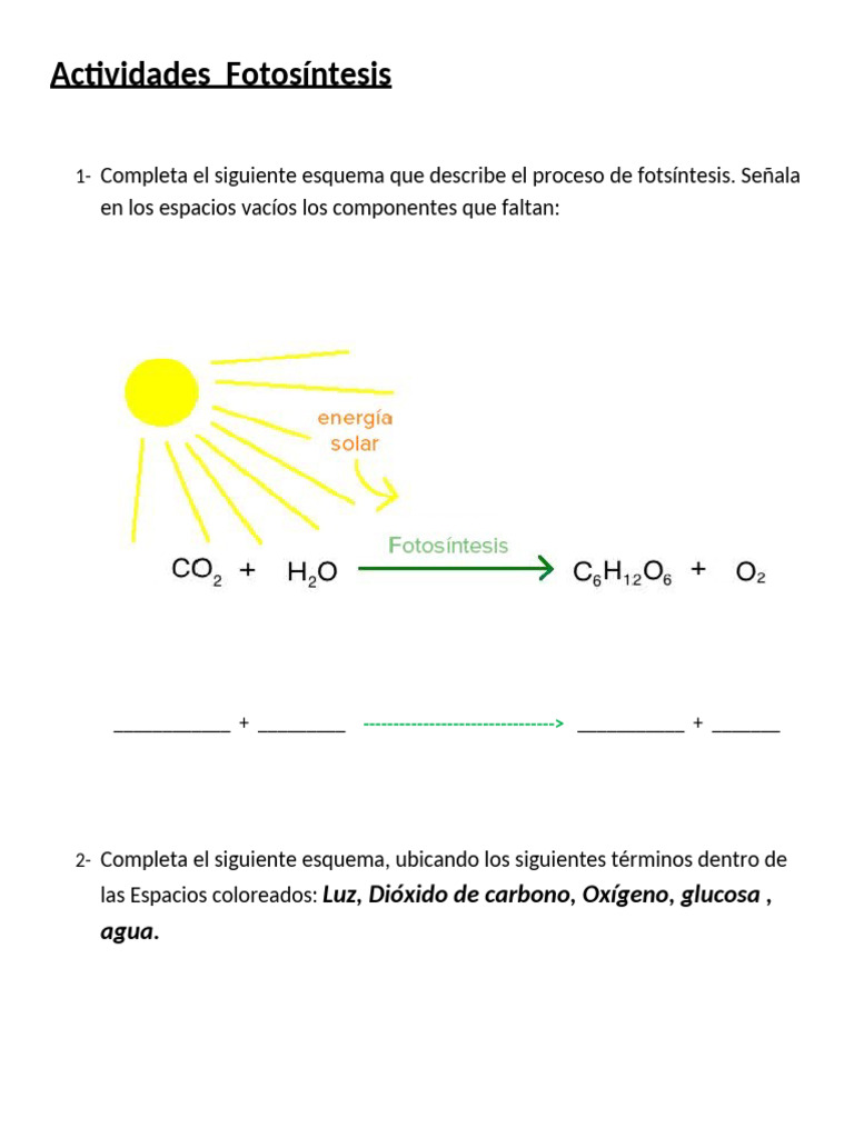 Actividades sobre la Fotosíntesis | PDF