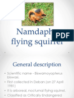 Namdapha Flying Squirrel