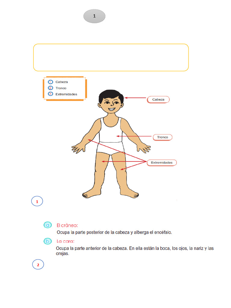 Partes del Cuerpo Humano Explicadas | PDF