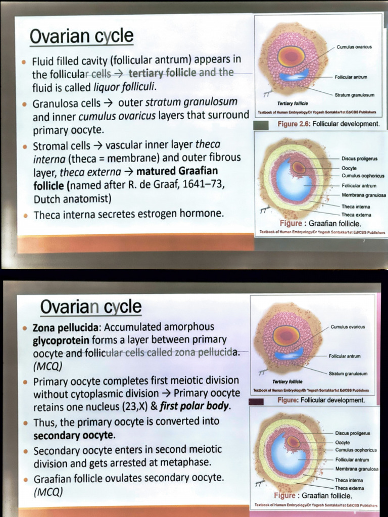 Female Ovarian and Menstrual Cycle | PDF