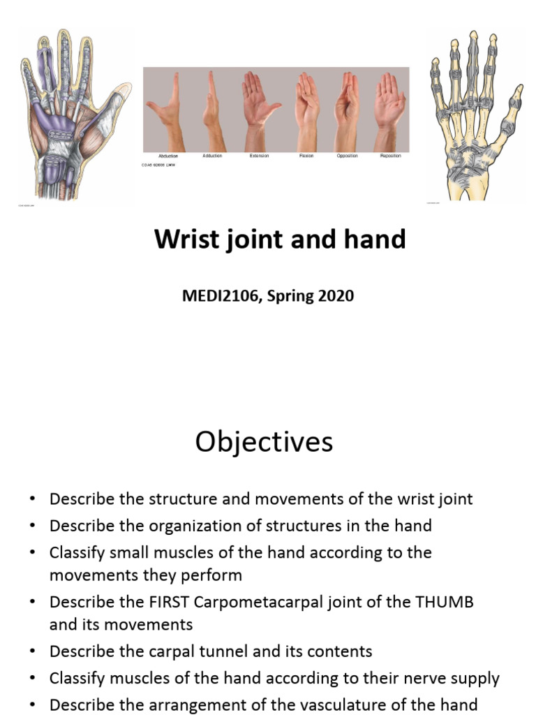 Wrist joint and hand | PDF | Thumb | Hand