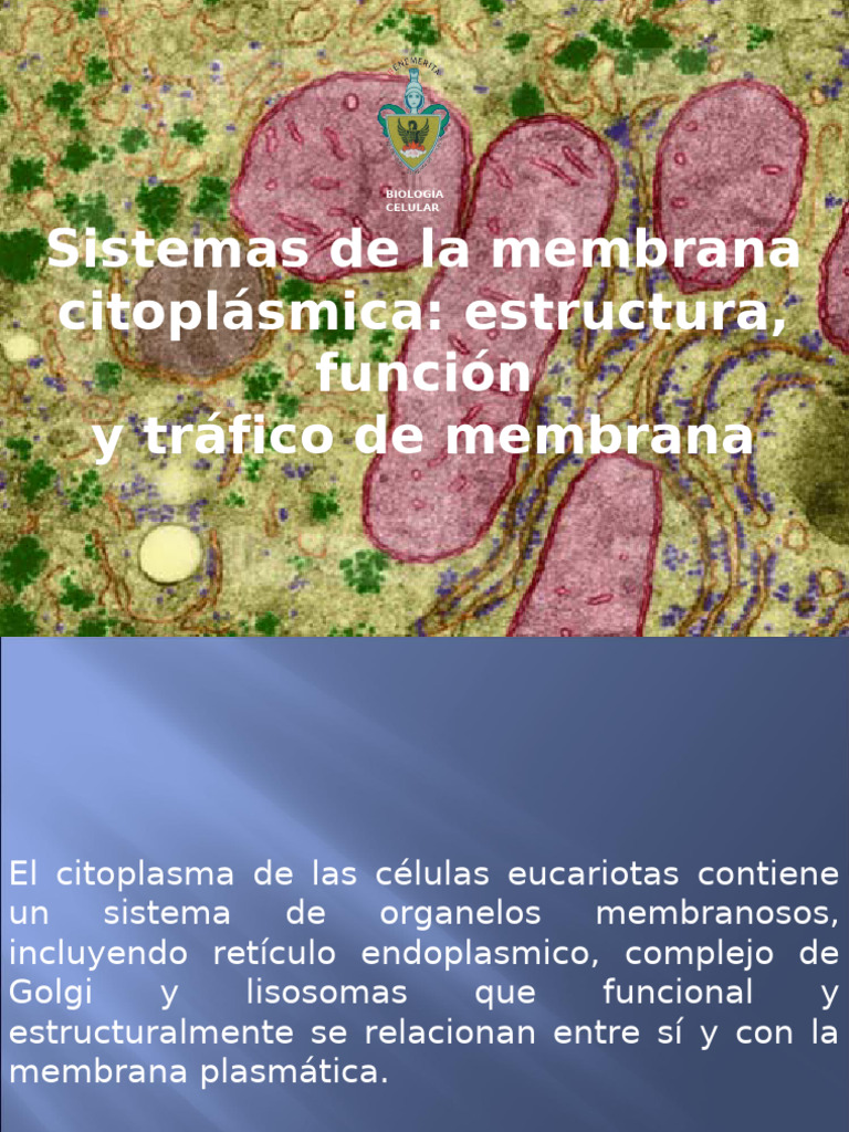 Estructura y función de la membrana celular | PDF | Retículo ...