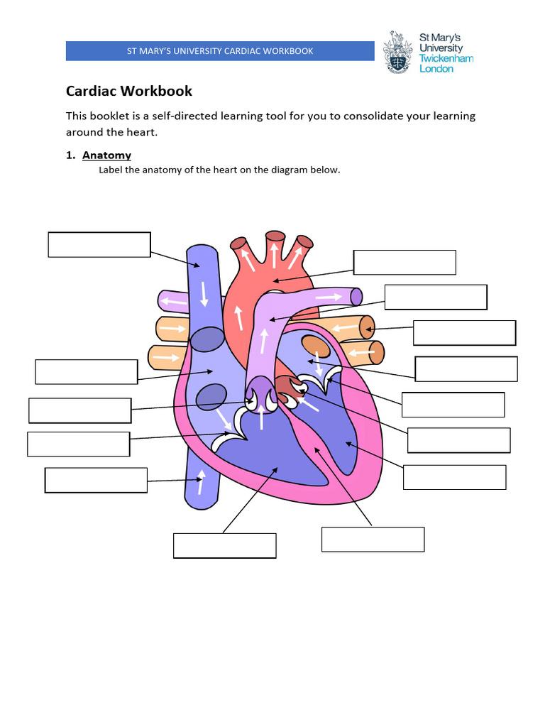 Cardiac Workbook | PDF | Heart | Electrocardiography