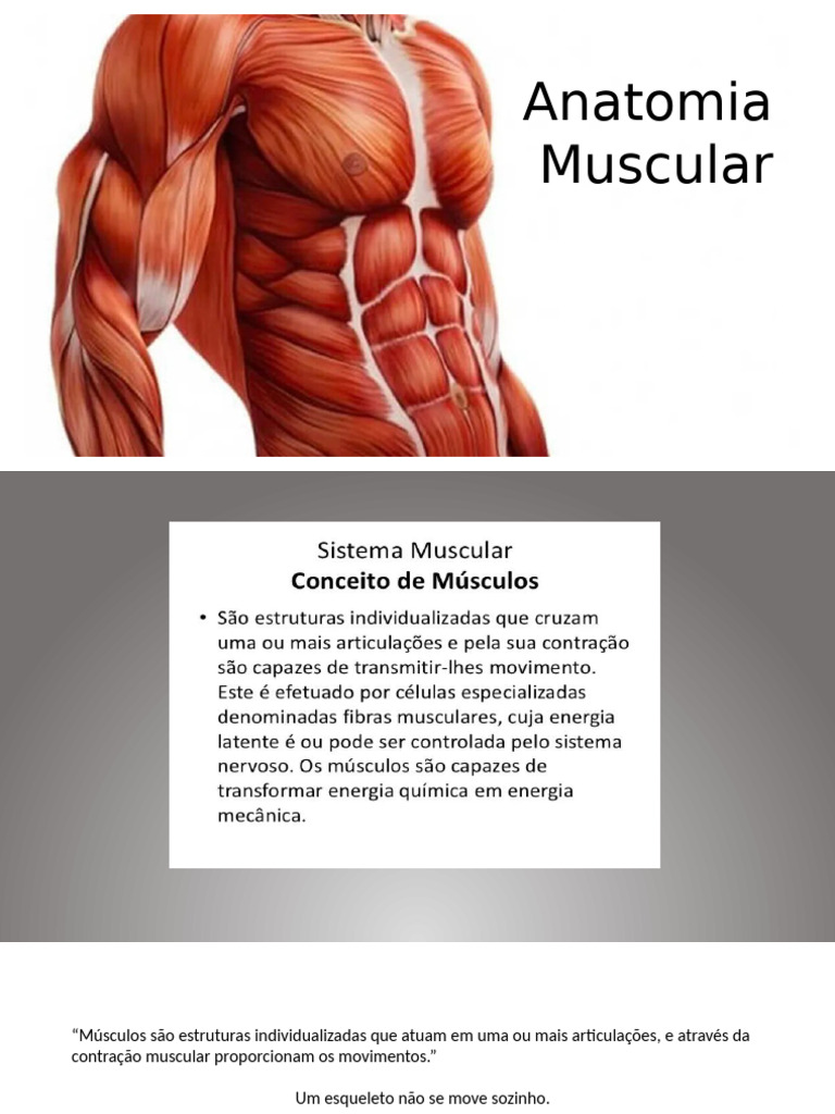 Aaula Anatomia Muscular | PDF | Músculo | Corpo humano