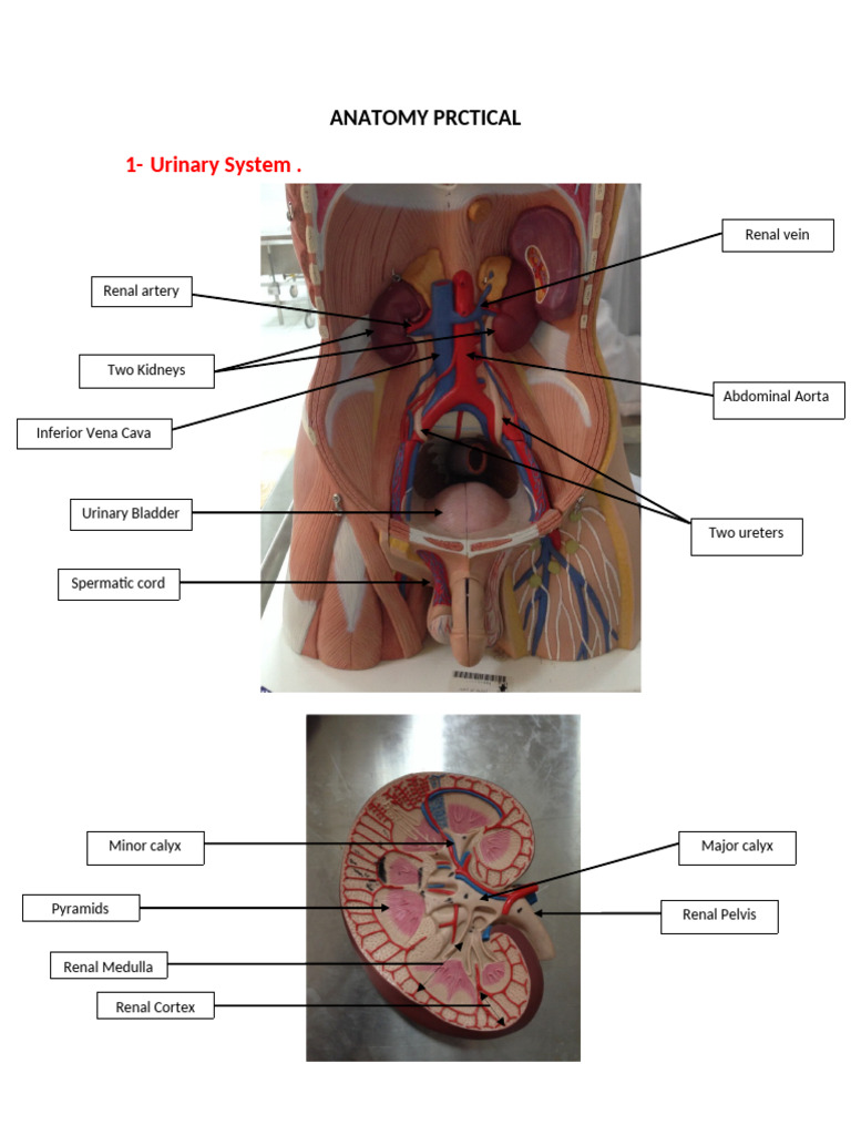 Urinary and Reproductive System Anatomy | PDF