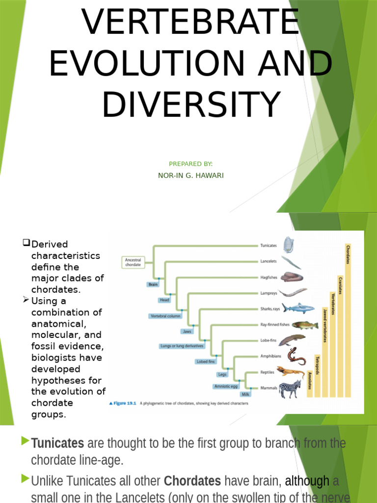 Vertebrate Evolution Overview | PDF | Reptile | Amphibian