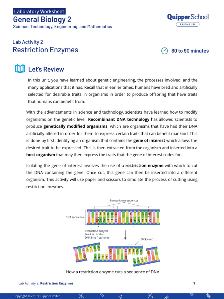 Restriction Enzymes Lab Activity | PDF | Restriction Enzyme | Information