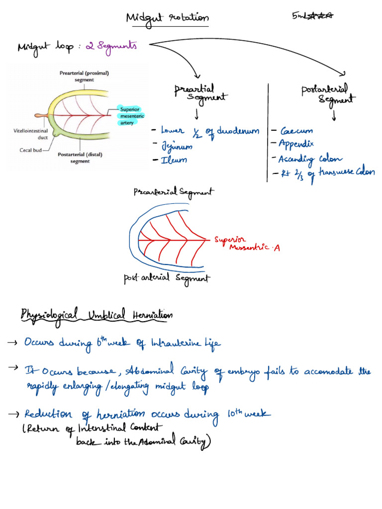 Midgut Rotation and Anomalies | PDF | Gastroenterology | Abdomen