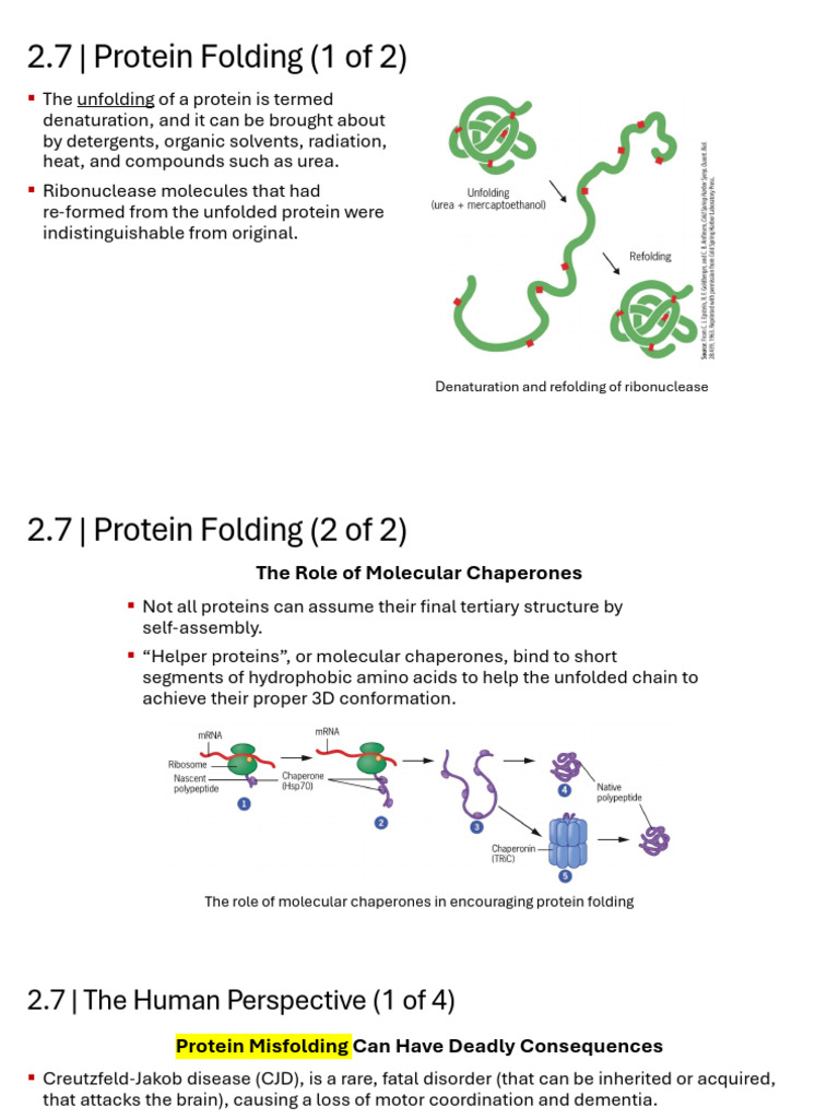 Protein Folding and Misfolding Insights | PDF | Enzyme | Active Site