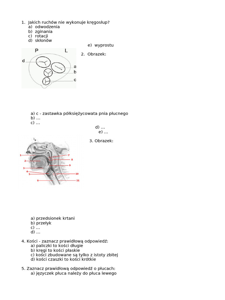Anatomia Egzamin Termin 2 | PDF