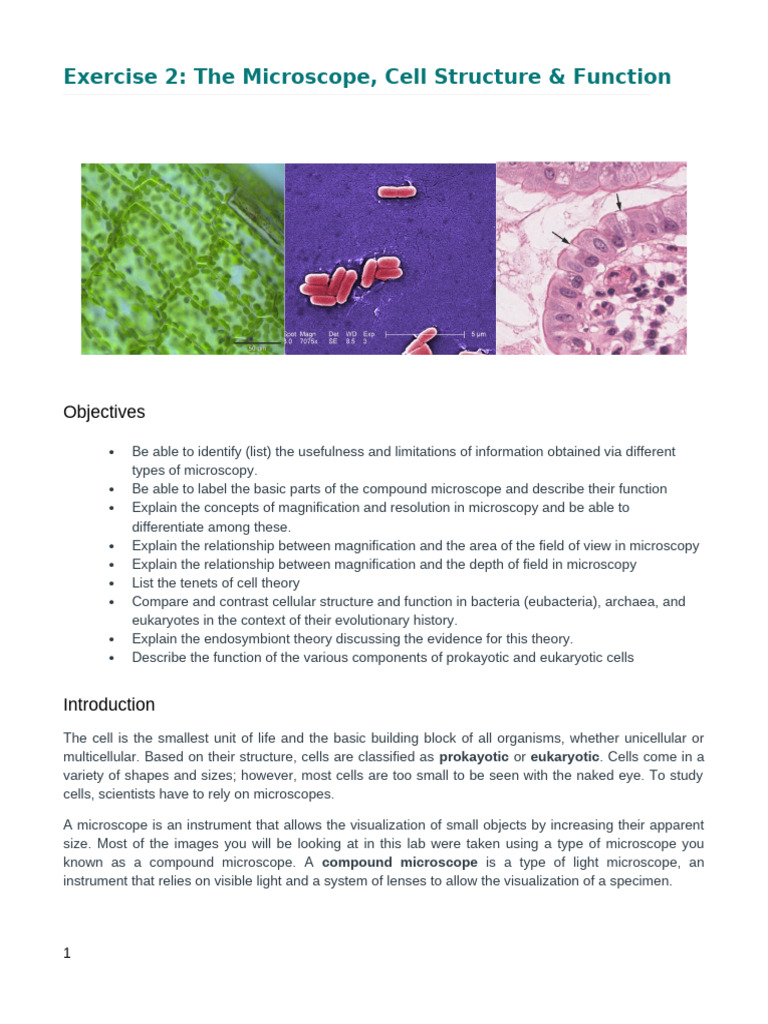 The Microscope & Cell Structure and Function (1) | PDF | Cell (Biology ...