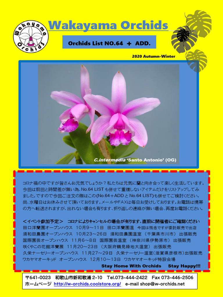 洋蘭原種 カトレア walkeriana ラベロイド CP苗 洋蘭原種 カトレア