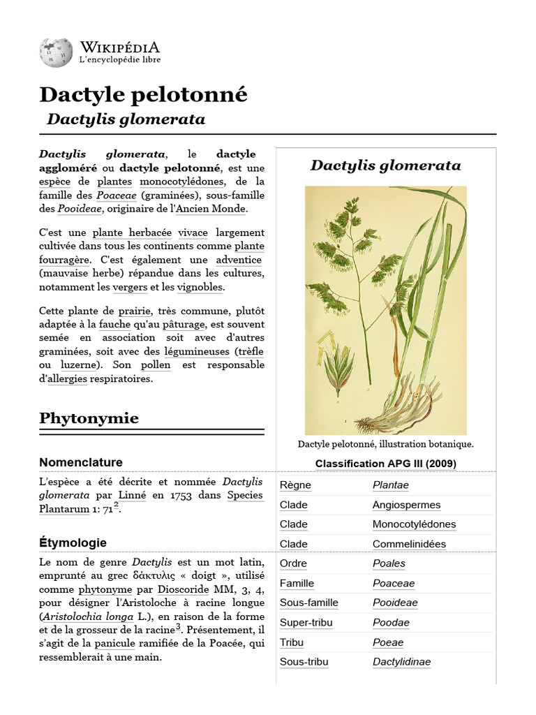 Dactylis glomerata : Dactyle pelotonné | PDF | Plantes | Herbe
